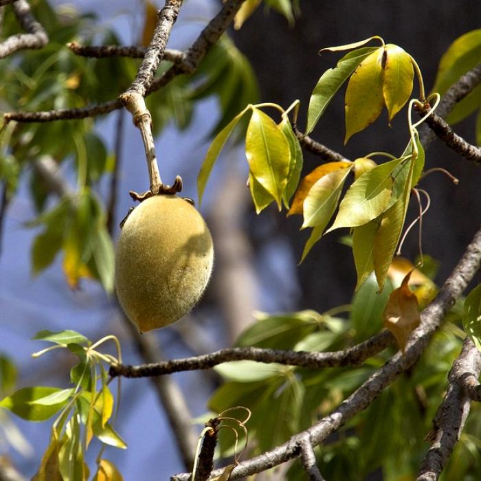 Le Baobab Un Super Aliment Aux Multiples Bienfaits