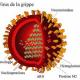 vignette buzz Evolution De La Grippe En France