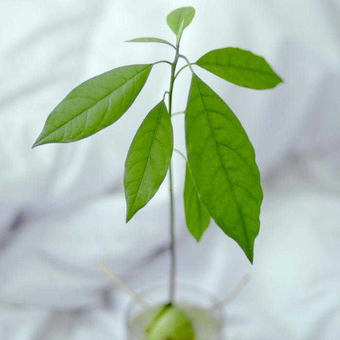 Multiplication des plantes : bouturage, division - Gamm vert
