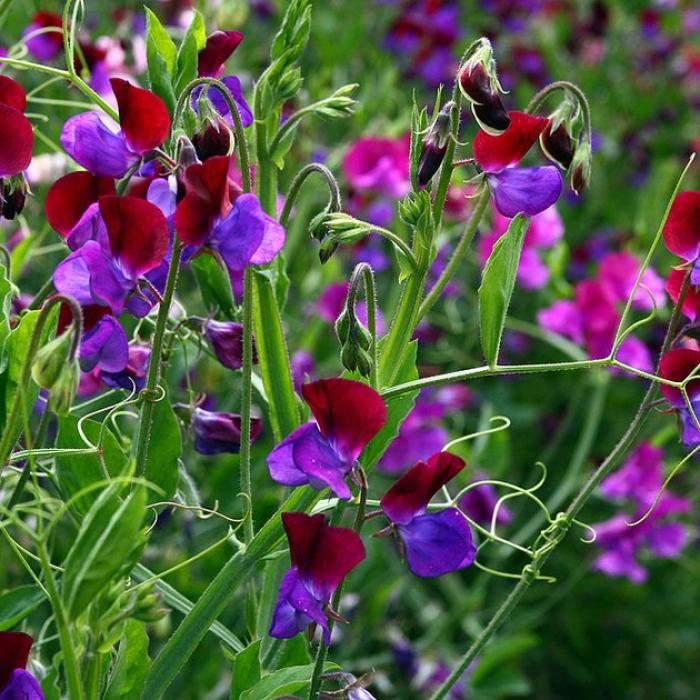 5 fleurs de printemps faciles à cultiver