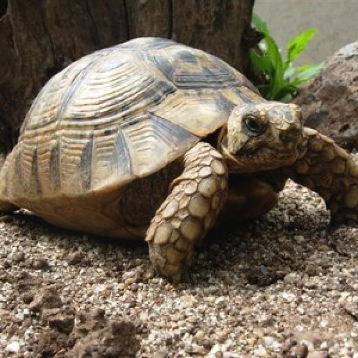Adopter une tortue ce qu