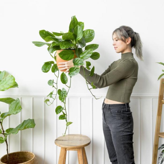 Est-ce utile de brumiser les plantes d'intérieur ?