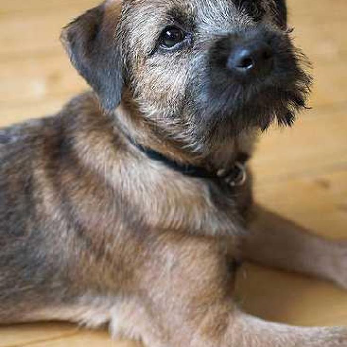 Choisir un chien de race avantages et inconvénients