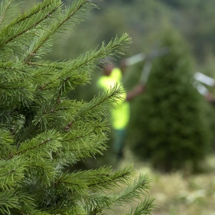 Comment choisir un sapin de Noël en 3 questions