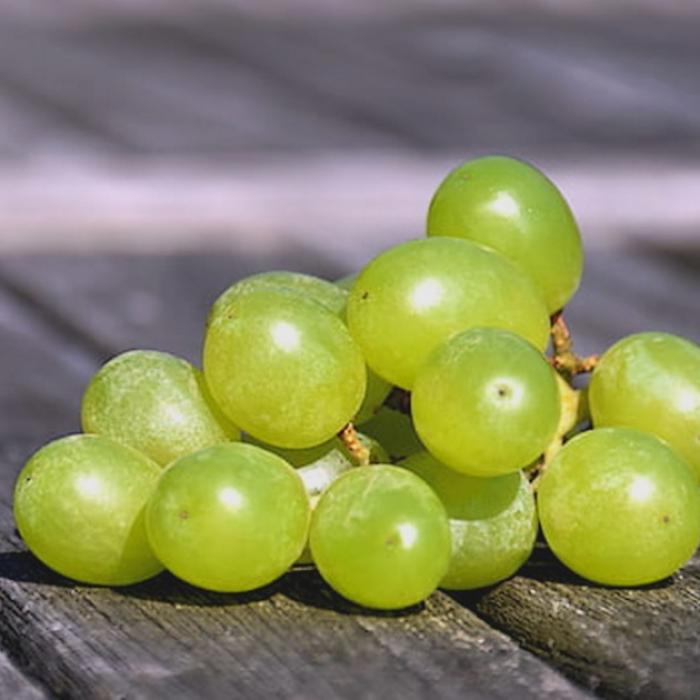 Cotton Candy Grapes l'incroyable raisin au goût de barbe à papa