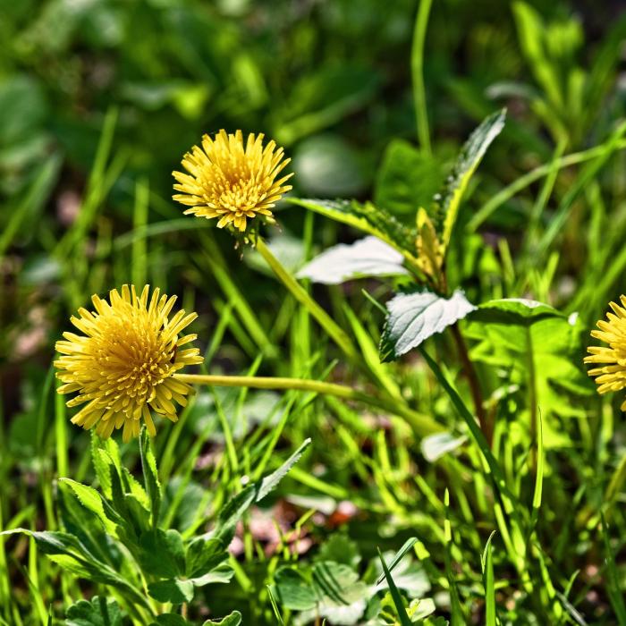 Des mauvaises herbes  comestibles