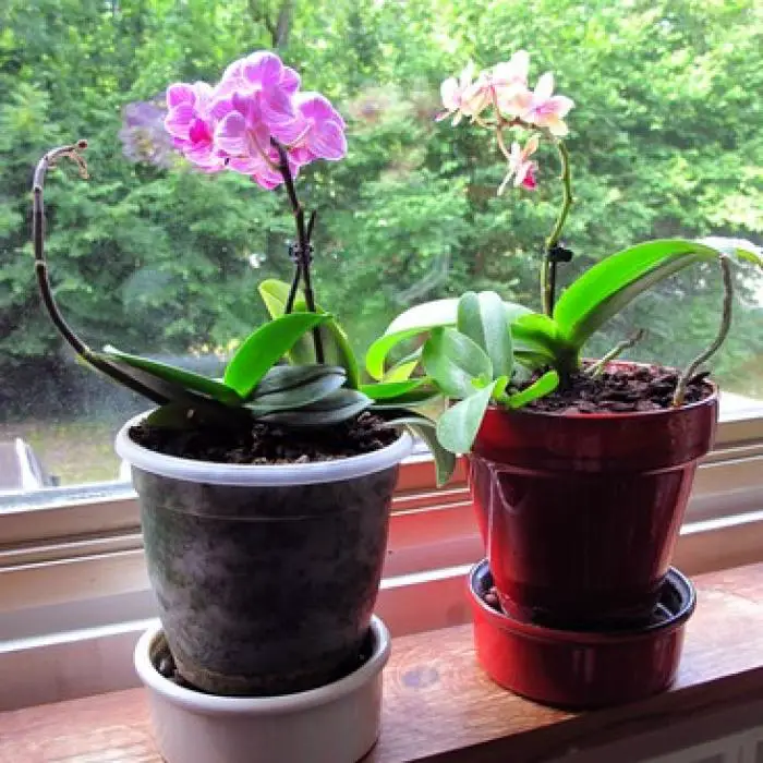 Entretenir une orchidée miniature : guide pratique