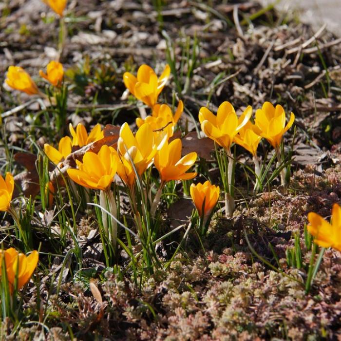 Floraisons Dautomne Quelles Sont Les Fleurs De Saison