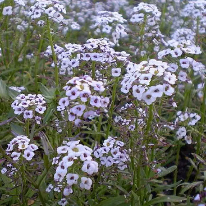 L'alysse odorante : une fleur facile à cultiver
