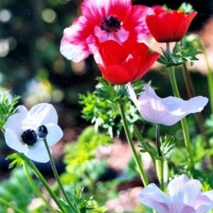 L'anémone des fleuristes : une fleur printanière