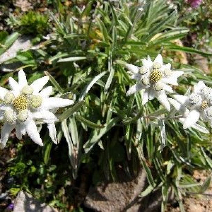 L'edelweiss : la fleur des montagnes