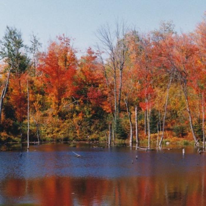 L'été indien au Québec : une saison haute en couleurs