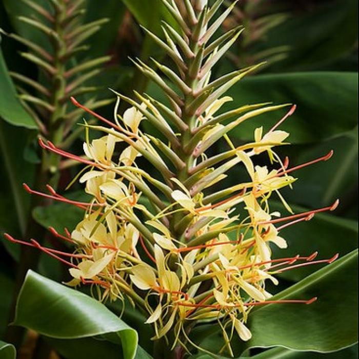 L'Hedychium gardnerianum ou longose : une très belle plante tropicale