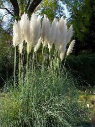 L'herbe de la pampa : une plante décorative