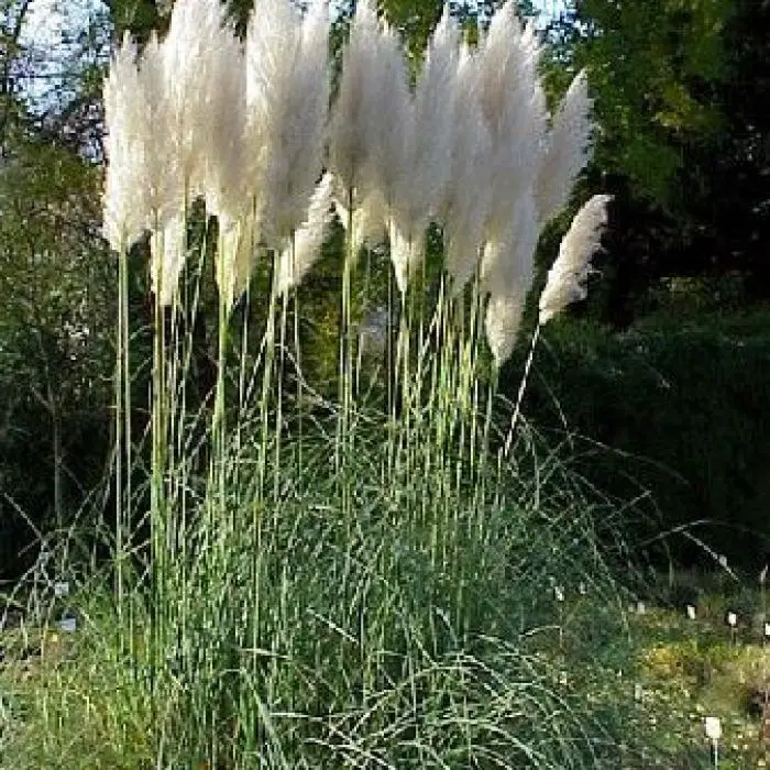 L'herbe de la pampa : une plante décorative