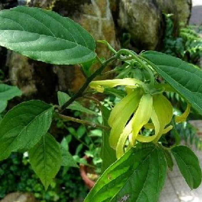 L'ylang ylang une étonnante plante en pot