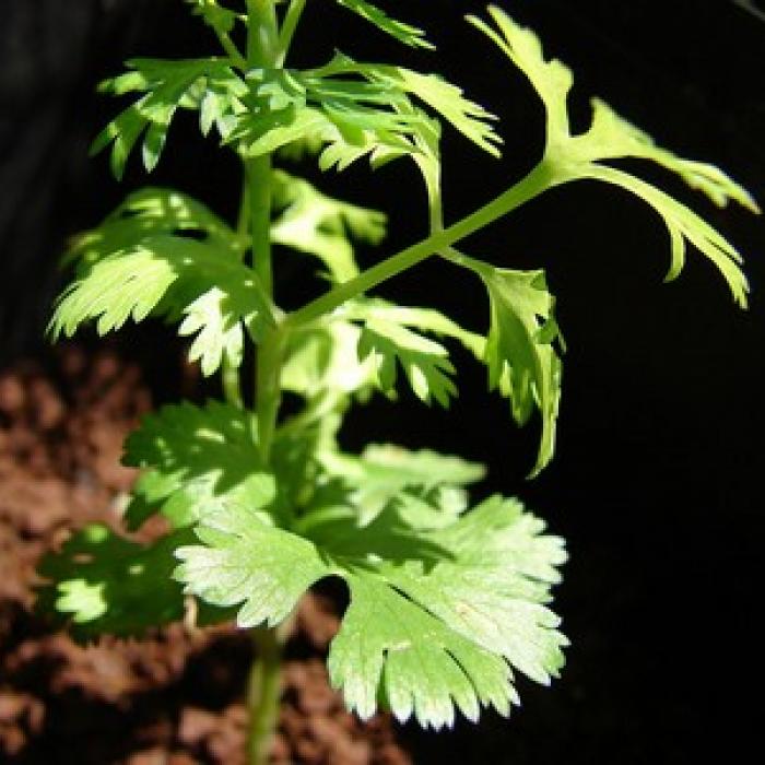 La coriandre une plante aromatique facile à cultiver