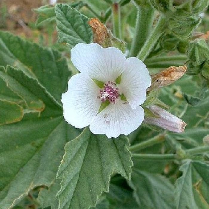 La guimauve officinale : prÃ©sentation et propriÃ©tÃ©s