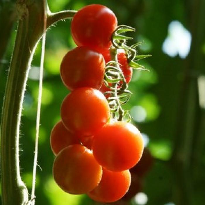 Tomate Cerise : nos conseils d'entretien – URBAN CUISINE