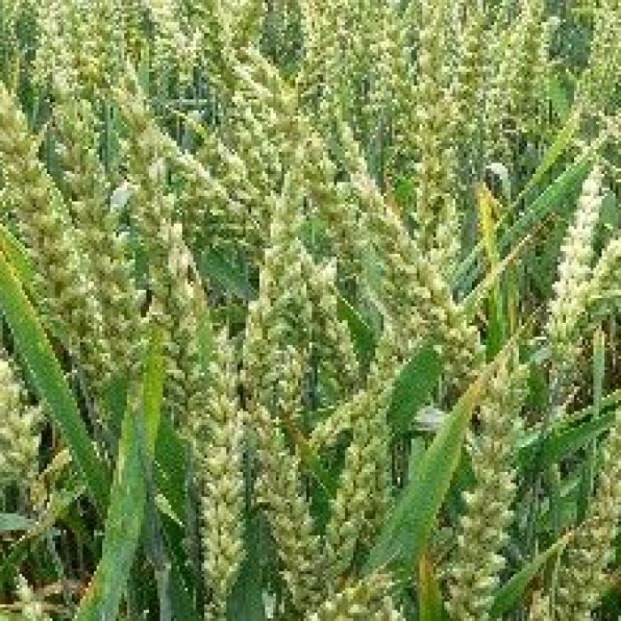 La tradition du blé de la Sainte Barbe