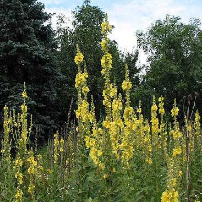 Le bouillonblanc un remède contre la toux