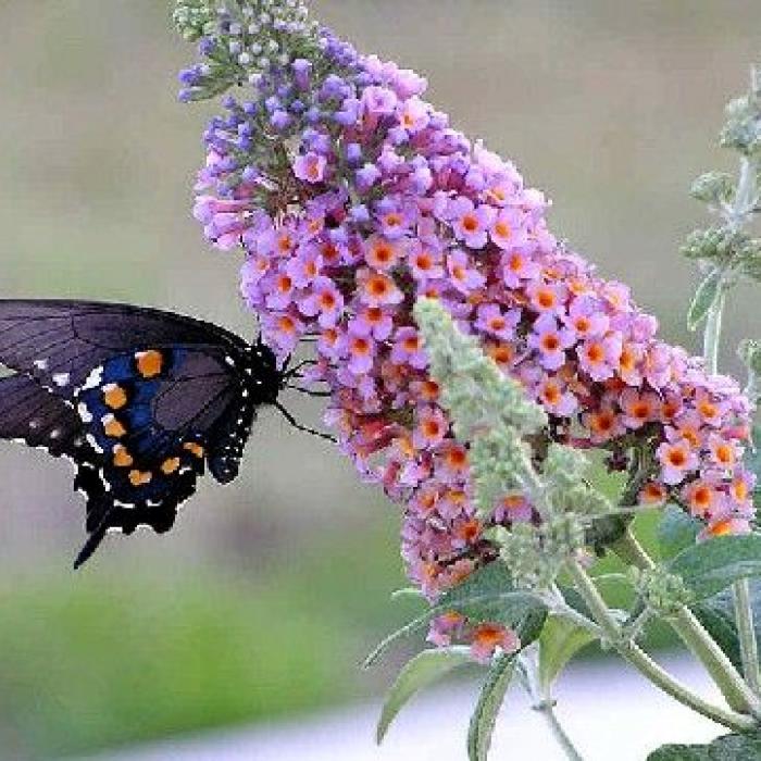Le buddleia ou arbre aux papillons un arbuste facile à cultiver
