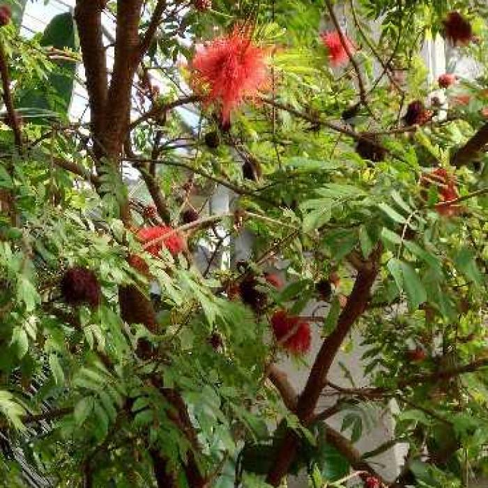 Le calliandra ou arbre à houppettes : un arbuste original