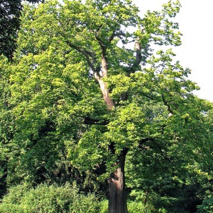 Le châtaignier présentation et utilisations