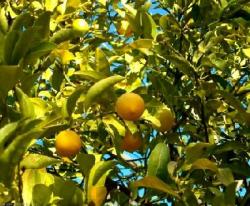 La Pause Jardin - Un citronnier dans son jardin c'est bien, un citronnier  en pleine forme c'est encore mieux 🍋 Votre arbre fruitier a mauvaise mine  ? Ouvrez l'œil et suivez le