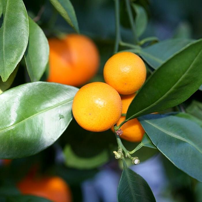 Le kalamansi un petit fruit au goût puissant