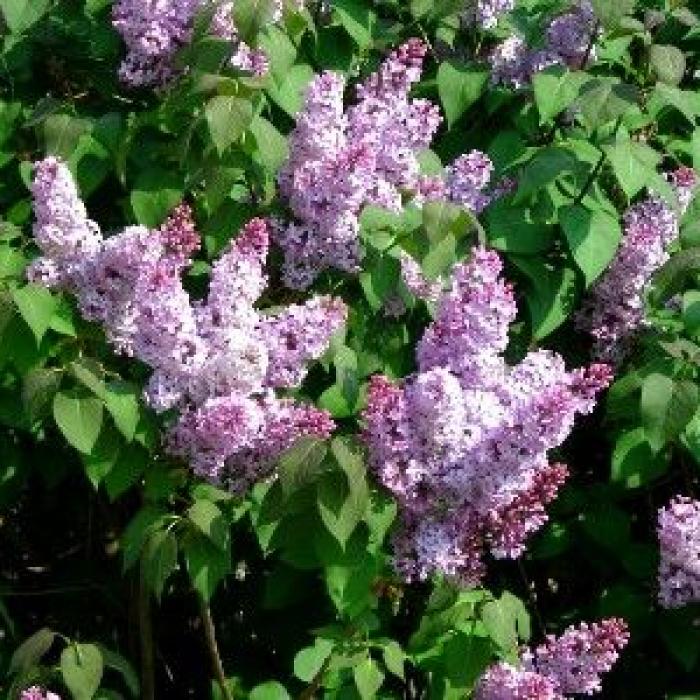 Le lilas : plantation et entretien