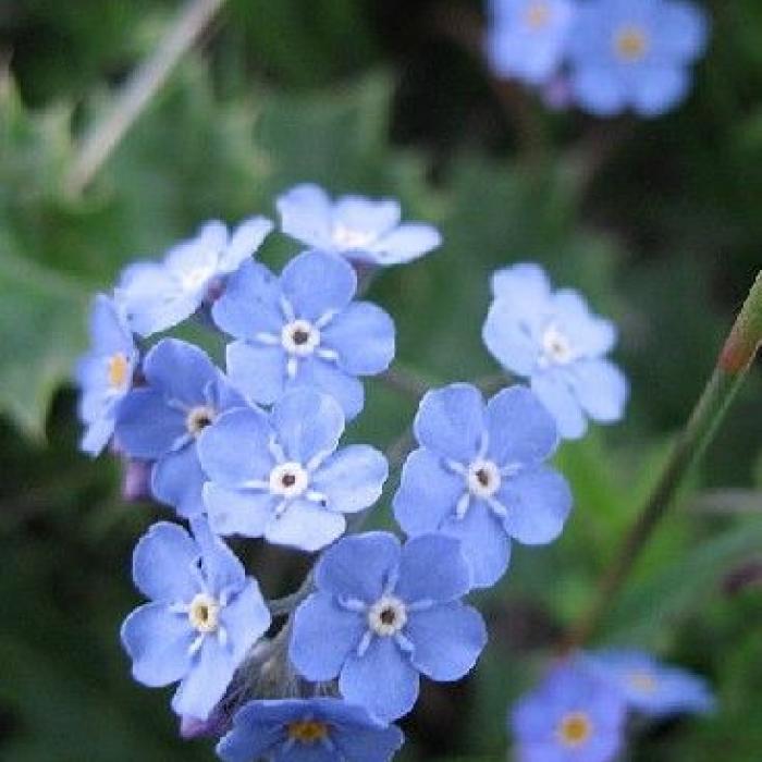 Le myosotis : une plante très fleur bleue