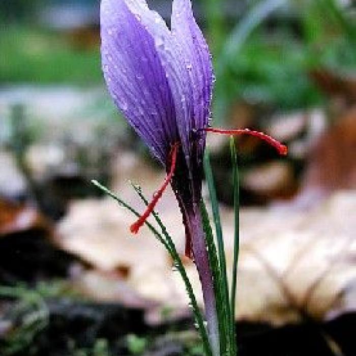 SAFRAN prix au gramme, Stigmate poudre (Crocus sativus) - Apophycaire