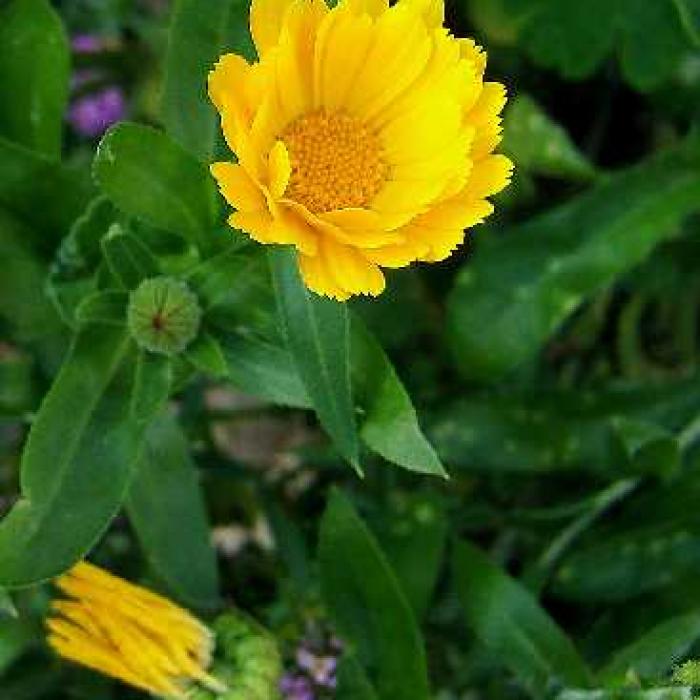 Descubra 48 kuva fleur de souci comestible Thptnganamst.edu.vn
