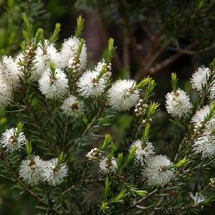 Le tea tree présentation et propriétés