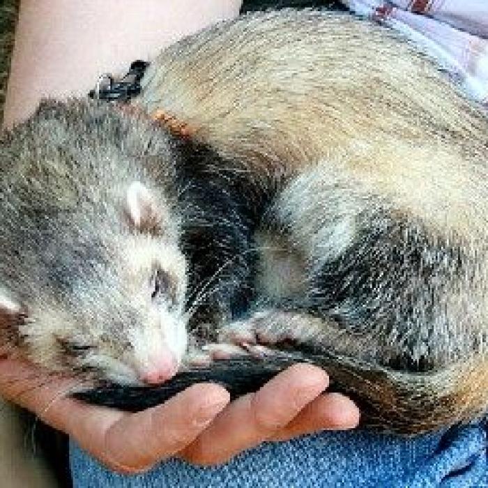 Les nouveaux animaux de compagnie guide pratique