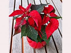 Les 5 meilleures plantes de Noël pour l'intérieur - Famiflora